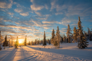 Snowy-landscape-at-sunset-frozen-trees-in-winter-in-Saariselka-Lapland-Finland.jpg